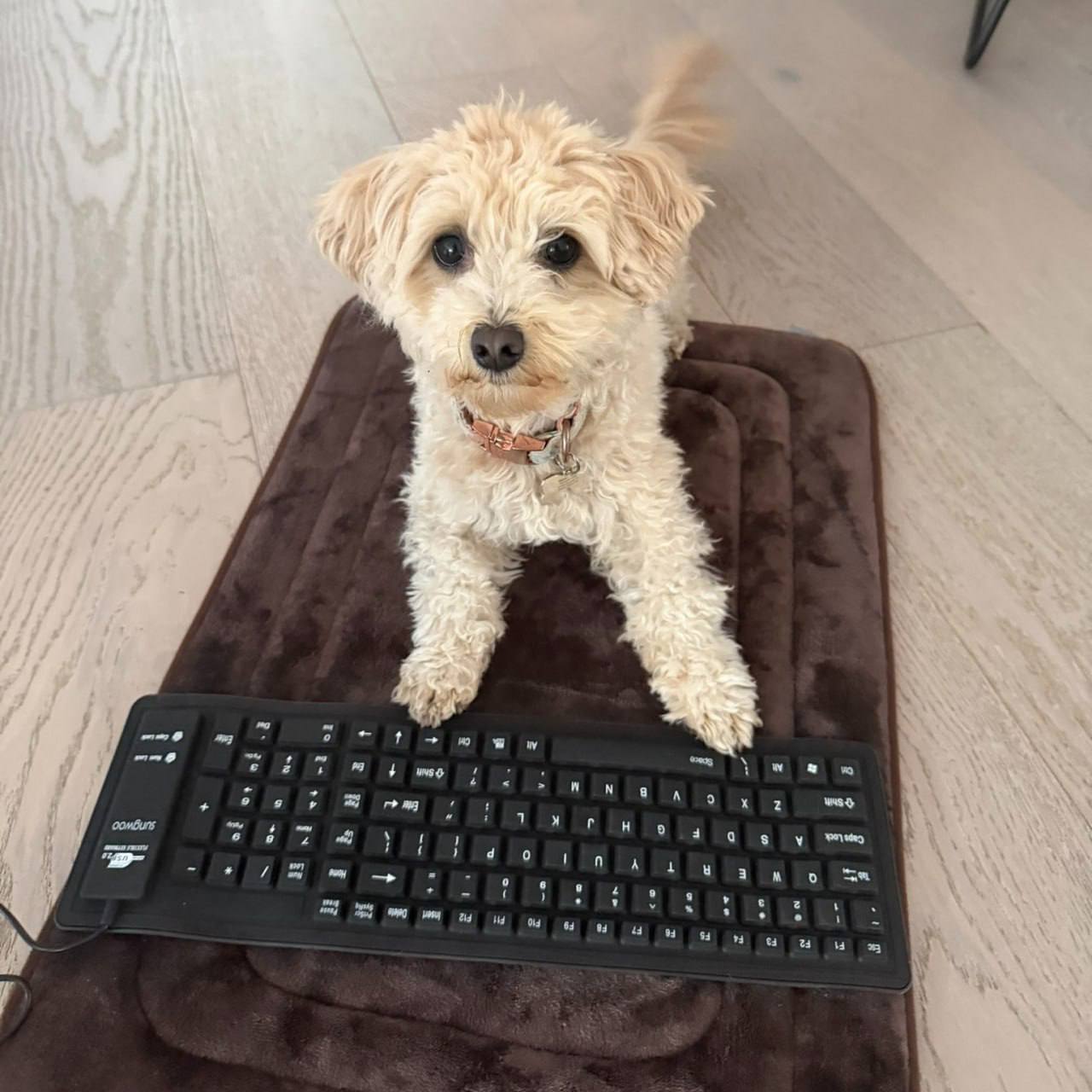 Инженер научил свою собаку программировать и создавать игры