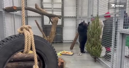 В Южном парке птиц «Малинки» обживается гималайская медведица Маша, которую прошлой осенью спасали всем Владивостоком