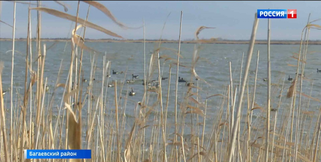 Производство утки в Ростовской области выросло на 11%