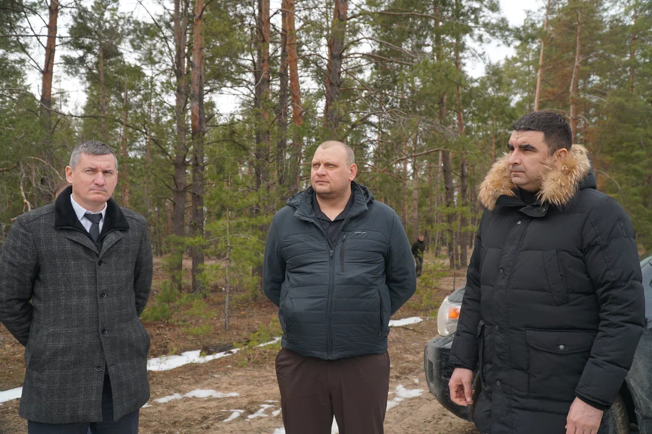 На Дону в рамках нацпроекта «Экологическое благополучие» проводятся мероприятия по лесовосстановлению