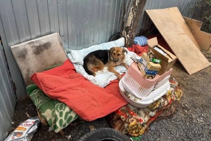 ������� ������ � �������� �����������: ������� ������ ��� ��������, ��� ������� ����� ��������, ����������� � �������������