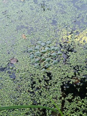 ������ ���������� 12 ������������� �������� � ���� ���