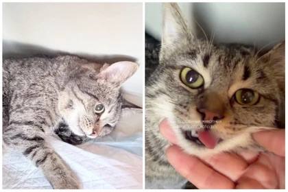 В Ростове экс-учительница ради спасения кота потратила деньги, собранные на памятник сыну