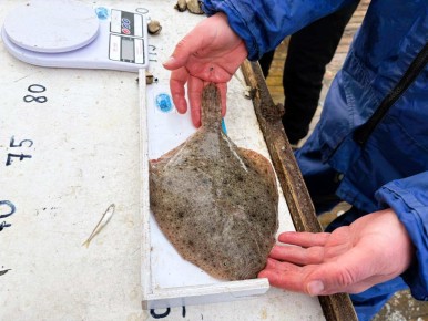 Более 100 учетных станций: в Азовском море завершили траловую съемку