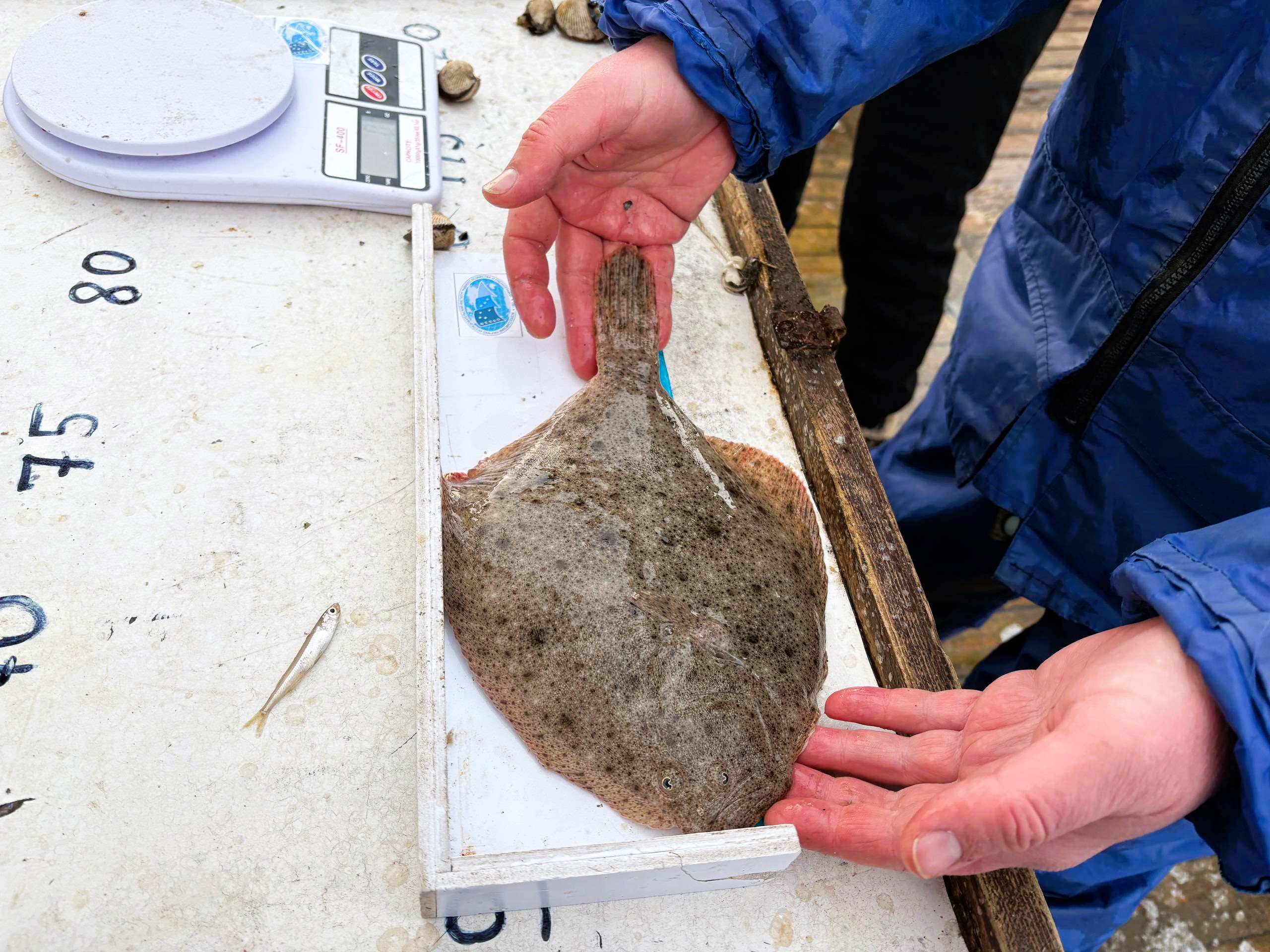 Более 100 учетных станций: в Азовском море завершили траловую съемку