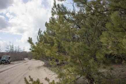 В Ростовской области ведется работа по охране и защите лесных насаждений