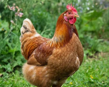 �� ���������� ������� � ����� ��������� 25 � ������������ ����� � 14 � ������������ �����