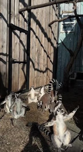 ���� ������ �� "�������" ��������� ���� ���� �� �����, ������ ���� ����� ������