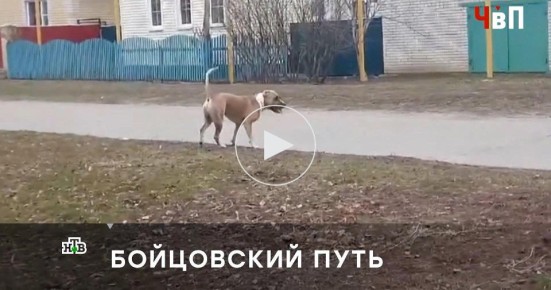 Съемочная группа НТВ помогла найти управу на агрессивных питбулей и их хозяев