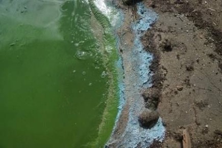 В акватории Азовского моря и реки Дон происходит тихая, но опасная катастрофа: синезеленые водоросли, которые в народе называют «тиной», размножаются с бешеной скоростью, захватывая все новые территории