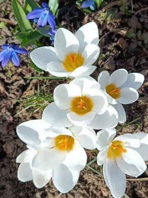 Утренние цветы прямиком из Сальска от наших подписчиков, да сразу вам в ленту!