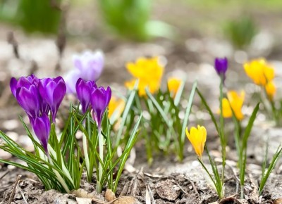 Потепление до +20 °С придёт в Ростовскую область на новой неделе