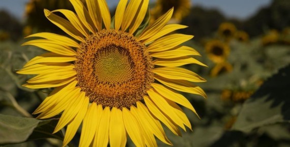 �� ���������� ������� � ������ ���������� ����� 5 ���. ���� ������������� �����