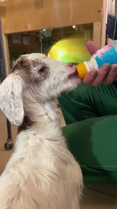 Козлята породы Гиргентана появились на свет в парке «Лога»