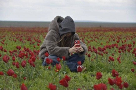 В Ростовской области в 14-й раз пройдет фестиваль тюльпанов «Воспетая степь»