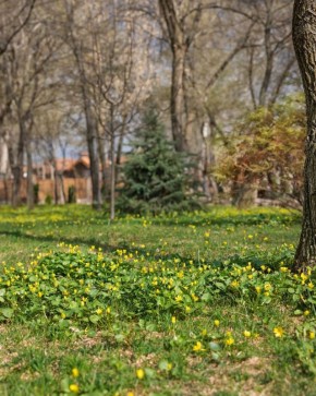 Доброе утро, друзья! Только посмотрите, как пробудилась природа в парке «Лога»