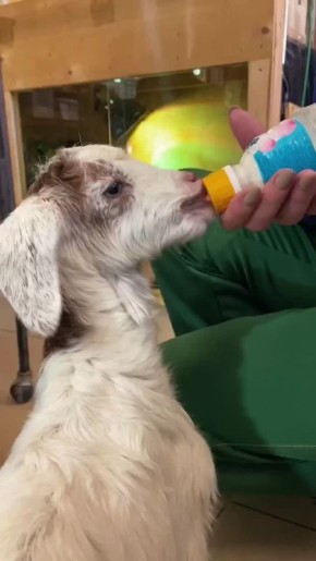 Еще два пушисто-прыгающих новорожденных!