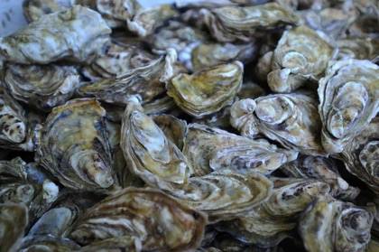 Новый деликатесный моллюск распространился в Азовском море