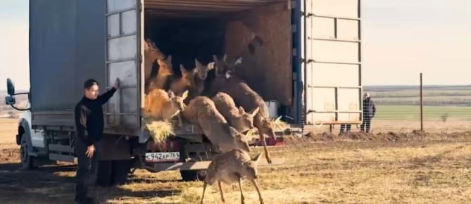 На Дону стало больше пятнистых оленей и муфлонов