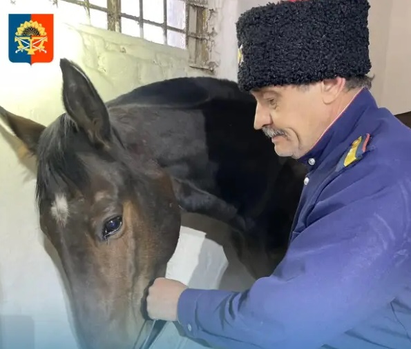 Более 10 тонн овса доставили в конный взвод миллеровских казаков