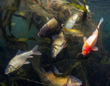 ������� ���������� ������� ����������, ����� ���� ������ ������ � ������