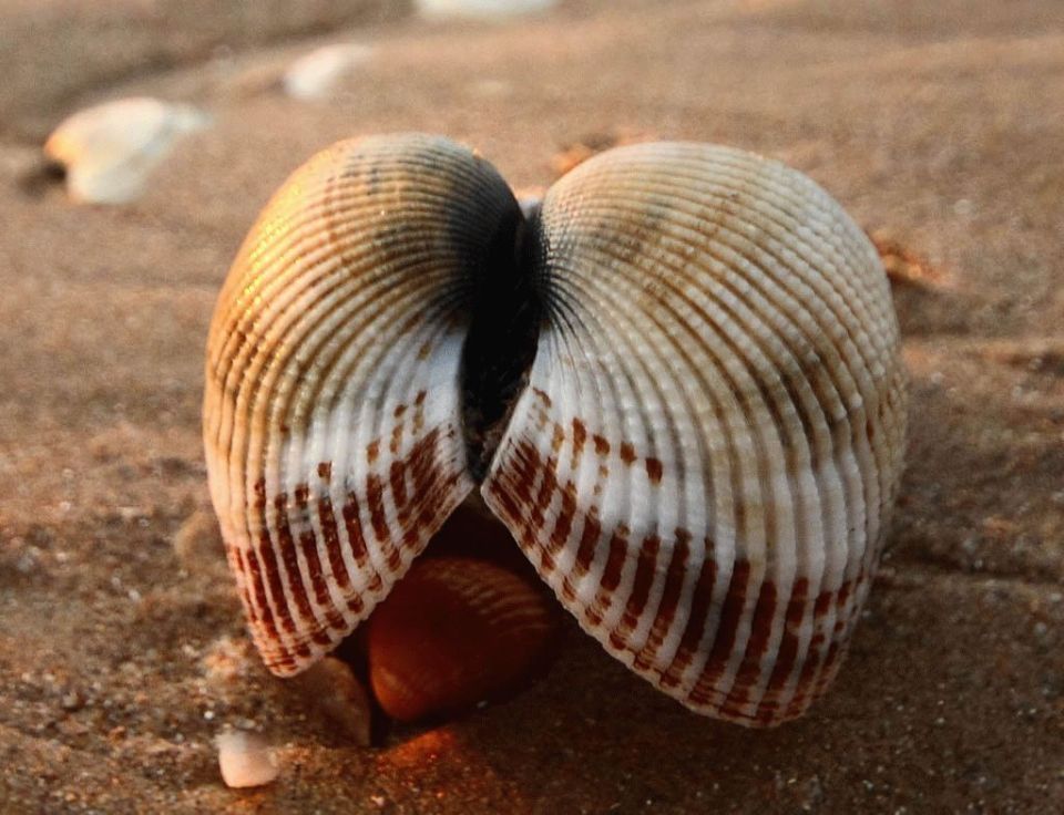 У берегов Крыма появился новый морской хит - моллюск скафарка