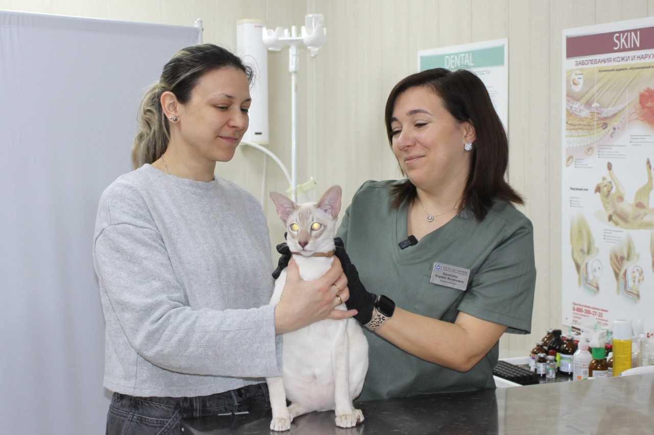 В Ростове в марте по льготной цене были стерилизованы 300 кошек и котов