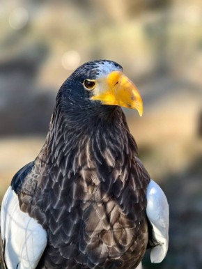 ��������� ����: � ���������� ������� � ������������� ���� ���������� ������� �������� ����� ���