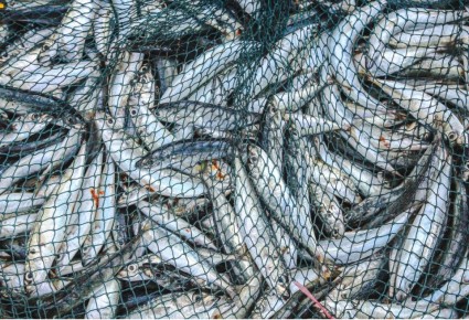 � ���� �������� �������-2026� � ����������� ������ ����� 100 �� ������� ���� � �����