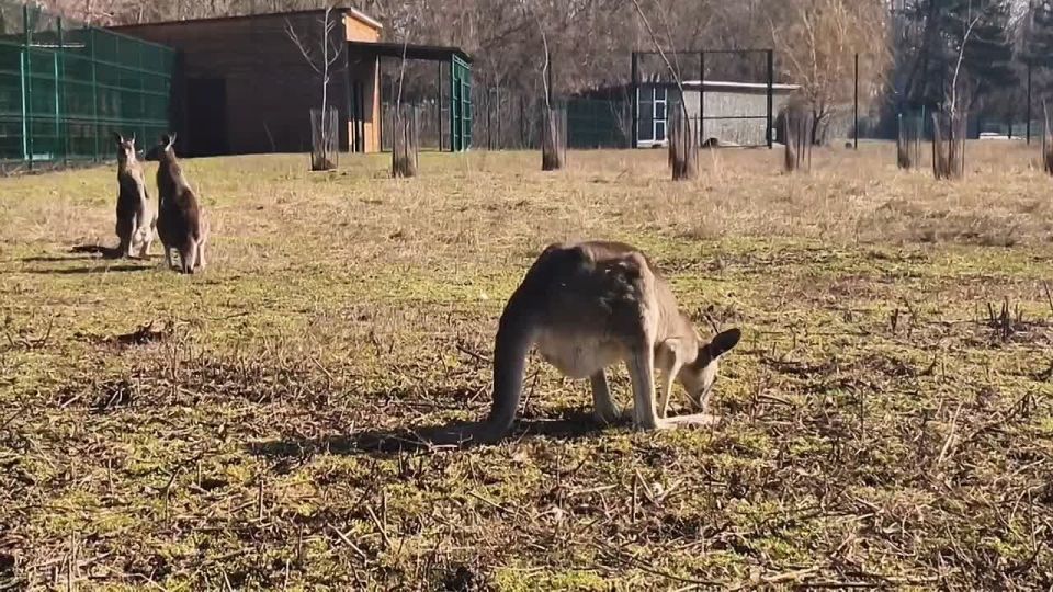 Доброе утро, друзья! Сегодня в донской столице ожидается облачная погода с прояснениями