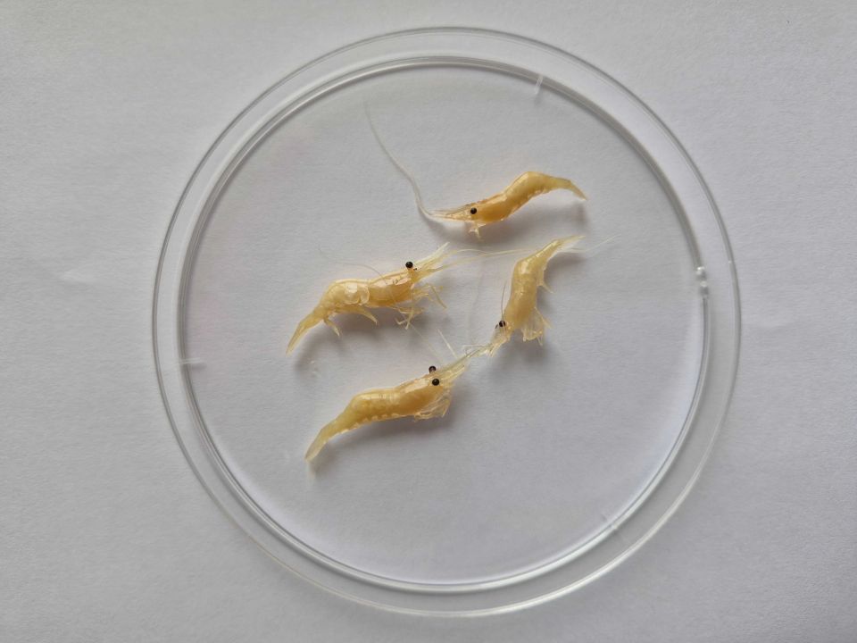 К восторгу гурманов: креветка с Дальнего Востока заполонила Азовское море