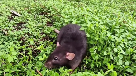 Сегодня этот Сплинтер (и не только) отмечает свой профессиональный праздник — День крысы