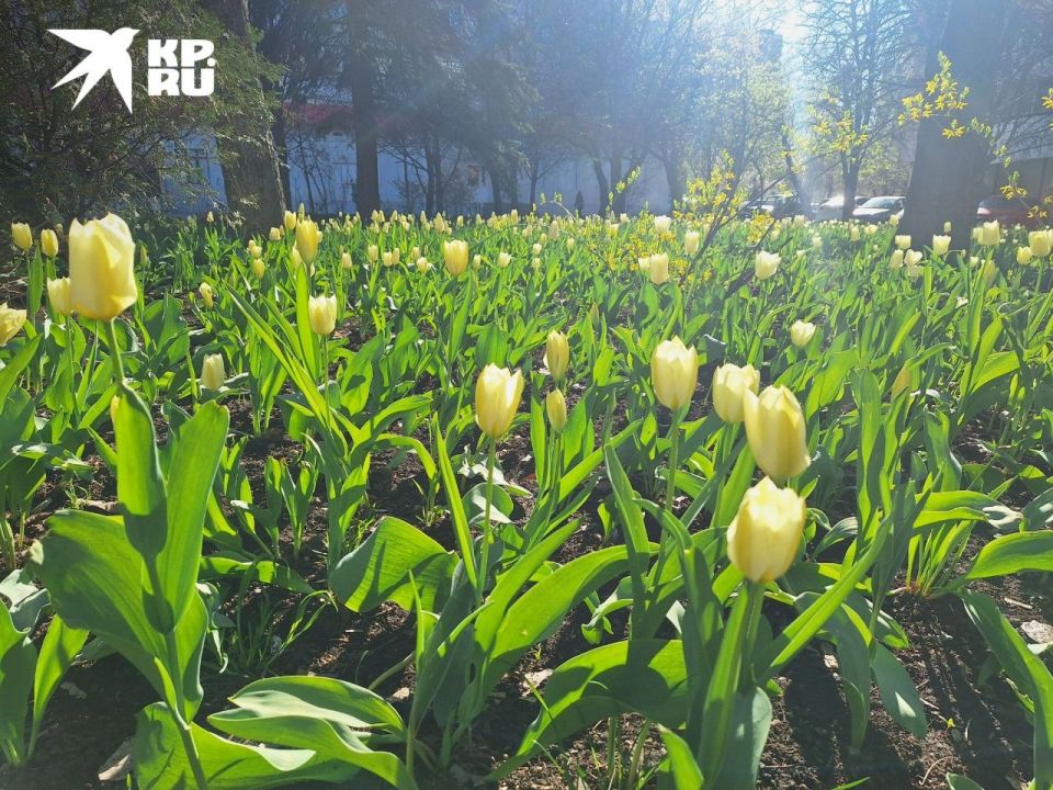 Вы только посмотрите! На Ворошиловском уже распустились тюльпаны