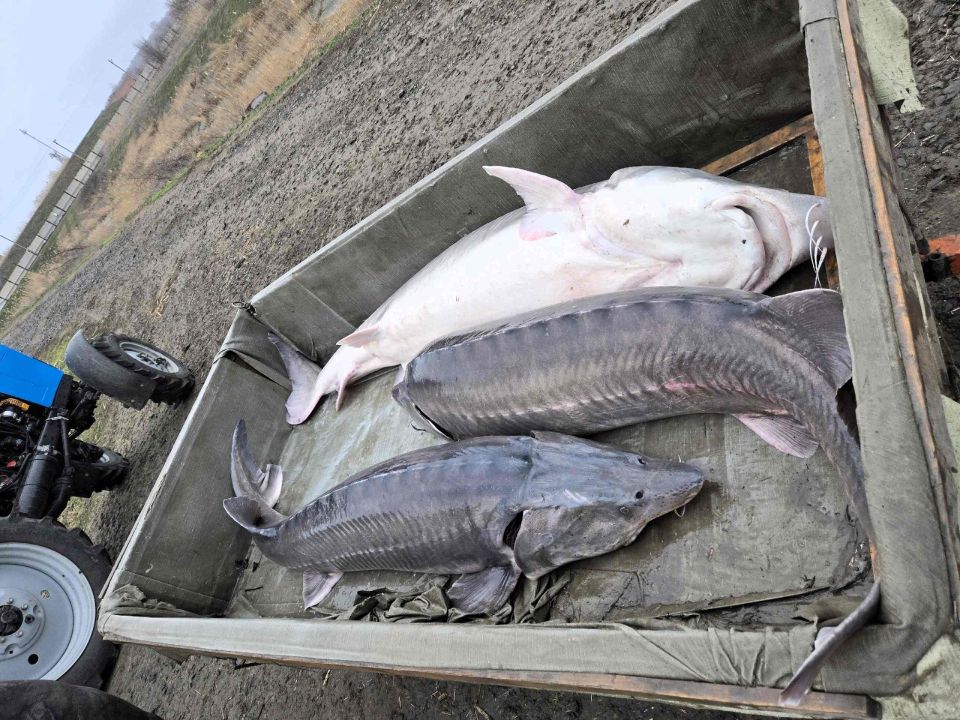 Ученые отобрали 24 особи белуги для нерестовой кампании в Азовском море