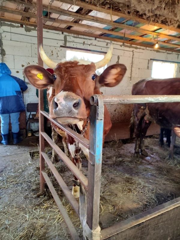 Власти опровергли сообщения о сложной инфекционной обстановке в Каменском районе