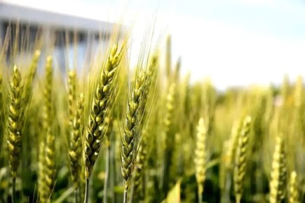 ���� �������: �������� �������� �������� �� ���� �������� �����