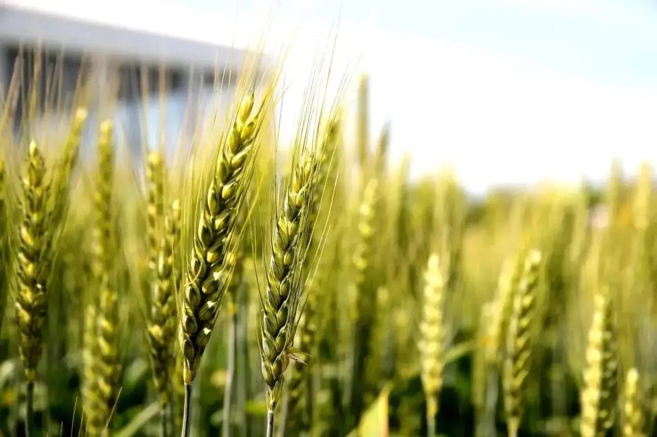 Юрий Слюсарь: Весенняя посевная кампания на Дону набирает темпы