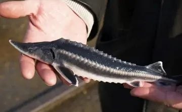 В Ростовской области в Дон предложили выпускать рыбу, исчезнувшую 100 лет назад