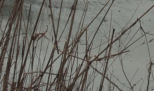 � ����� � ��� ������ ���� � ������