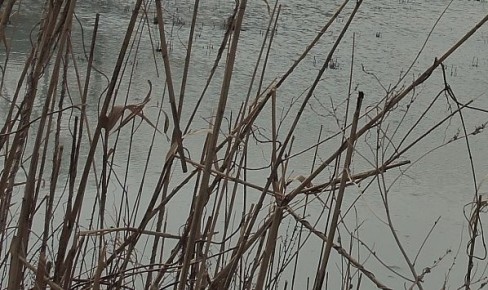 � ����� � ��� ������ ���� � ������