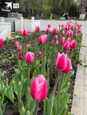 Прошлись по весеннему Ростову и наловили для вас кадров с цветущими красотами