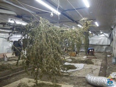 В Батайске полицейские изъяли у местного жителя 68 кг конопли