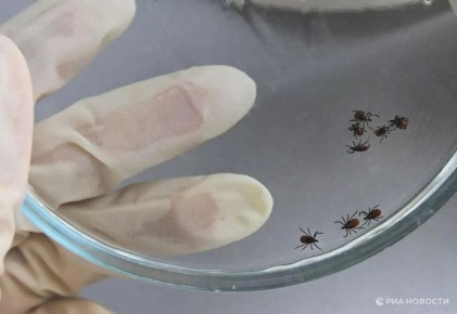 Более 6000 россиян в Крыму и других регионах обратились с жалобами на укусы клещей