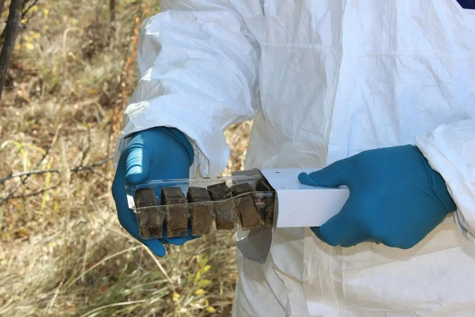 В Ростовской области проходит кампания по вакцинации диких плотоядных животных против бешенства