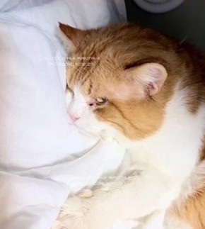 ����������� ���������� �������� �� ���������, ������� ������ �� ����� ����������