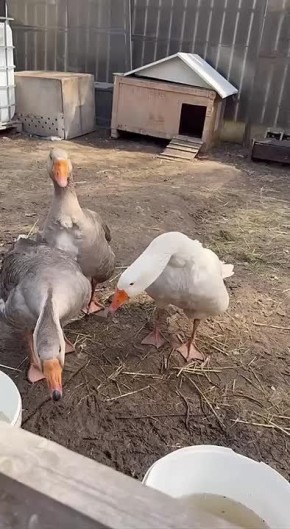 ��������, ��������� ��������������� ������ �����