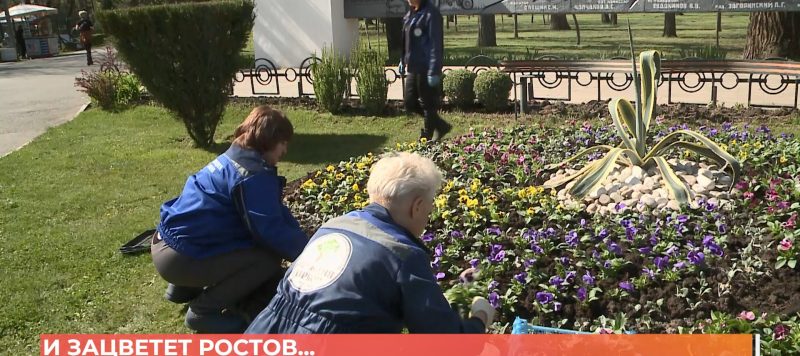 Зацветут к маю: в Ростове начались высадки цветов на клумбы