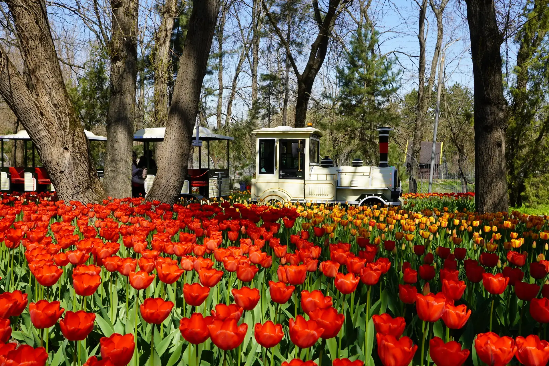 Ковёр из тысячи тюльпанов расцвл в Ростовском зоопарке
