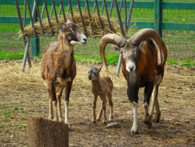 � ���������� �������� � �������� ������� �����