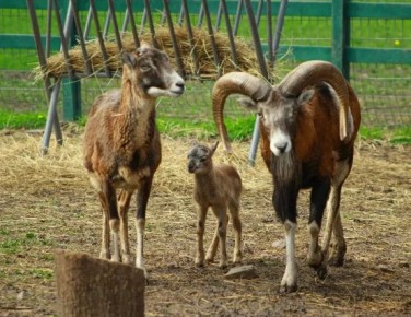 � ����������� �������� ������ � ���� � �������� ������� ����������� - ���� ���������� ����� (��� �������) ��� ������ ����� �� ������ � � ������ ����� ����� ����� ������� �� �����